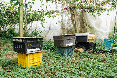 自己養蜂群，為園區的百香果授粉