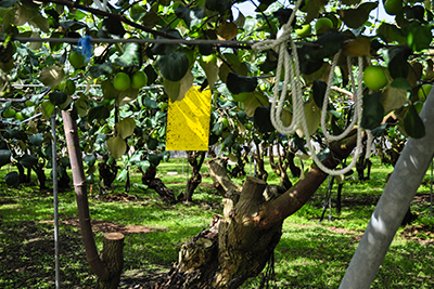 懸掛在雪麗蜜棗果樹上的黏蟲板，果園透過物理防治取代農藥，守護每一顆果實的安心品質。