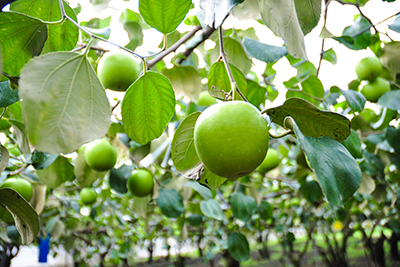 結實累累的雪麗蜜棗掛在枝頭，果皮呈現健康的翠綠色澤，展現產地直送的新鮮活力。