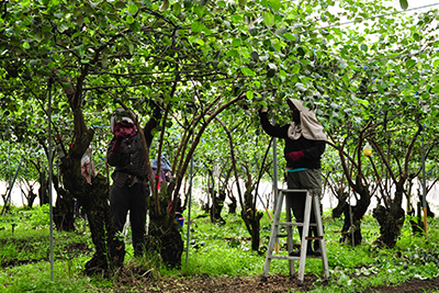 六龜蜜棗果園裡的溫馨風景，農友們合力架梯修剪枝條，用充滿人情味的雙手照料果樹。