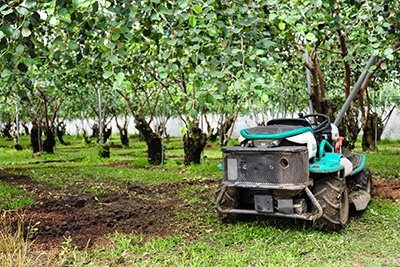 行駛在果園間的除草機，落實草生栽培農法，為雪麗蜜棗保留一片保濕透氣的綠色地毯。