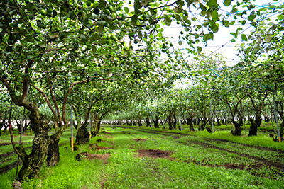充滿綠意的六龜蜜棗果園，陽光穿透樹梢灑落在草生栽培的地面上，孕育著健康強壯的果樹