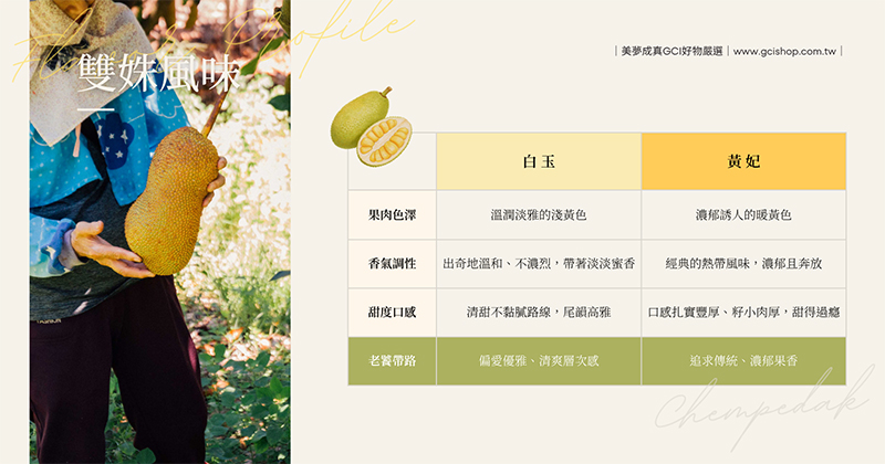 白玉與黃妃雙株榴槤蜜風味對比，帶您辨別淺黃清甜與暖黃濃郁的盛夏雙重層次風味