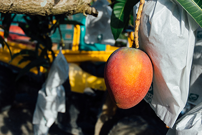 芒果在欉紅才會採收，讓甜度香氣達到最佳狀態