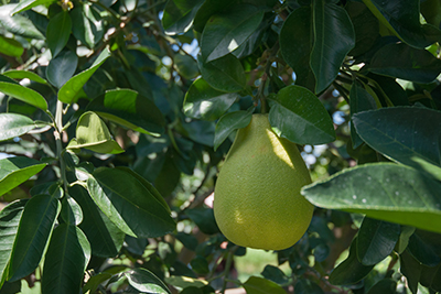 老欉文旦慢慢熟成，三代傳承的滋味。