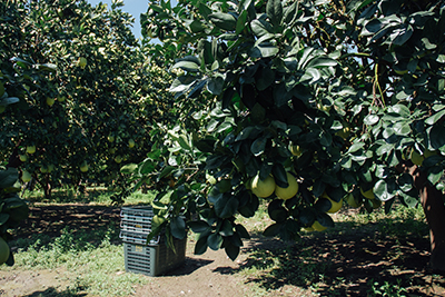 沉甸甸的果實收成，人工除草守護土地。
