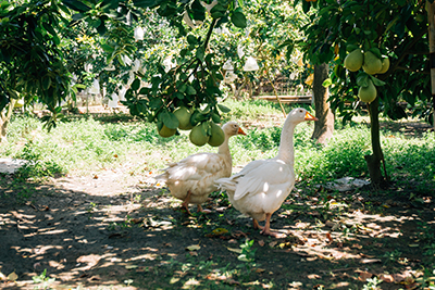 樹下鵝群自在散步，果園生態更加完整健康。