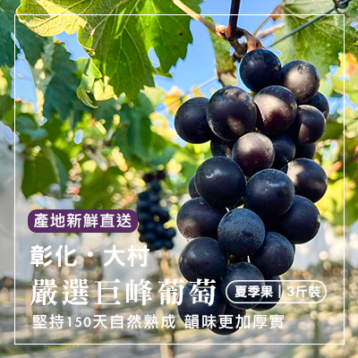 彰化大村嚴選巨峰葡萄-3斤裝禮盒(產地直送)
